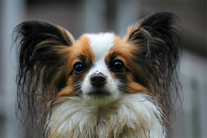 子犬の成長期完全ガイド｜いつまで大きくなる？正しいケア方法