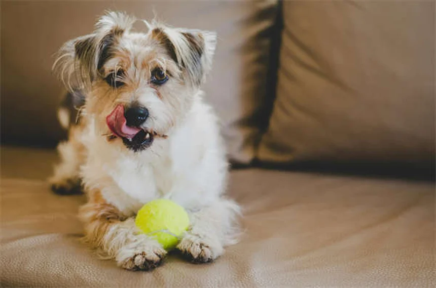 子犬の成長期完全ガイド｜いつまで大きくなる？正しいケア方法