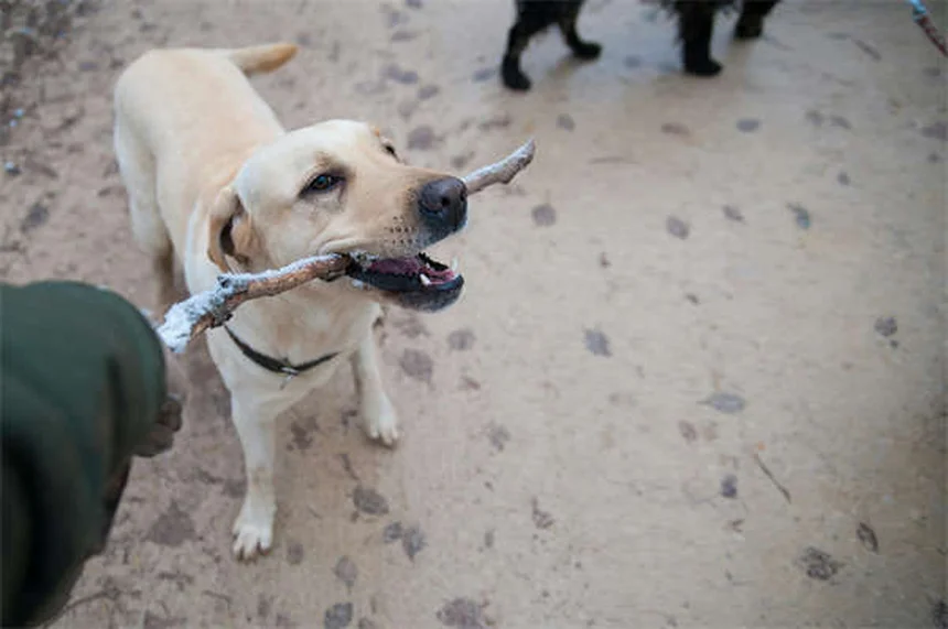 子犬の成長期完全ガイド｜いつまで大きくなる？正しいケア方法