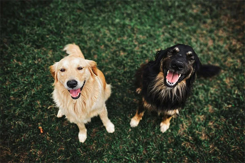 子犬の成長期完全ガイド｜いつまで大きくなる？正しいケア方法