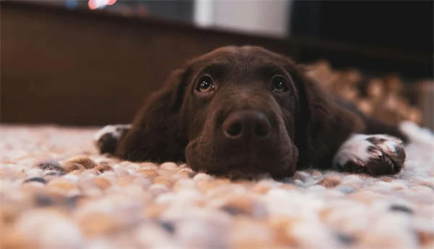 テトラフィッシュの飼い方｜初心者でも簡単な12種類の特徴とコツ