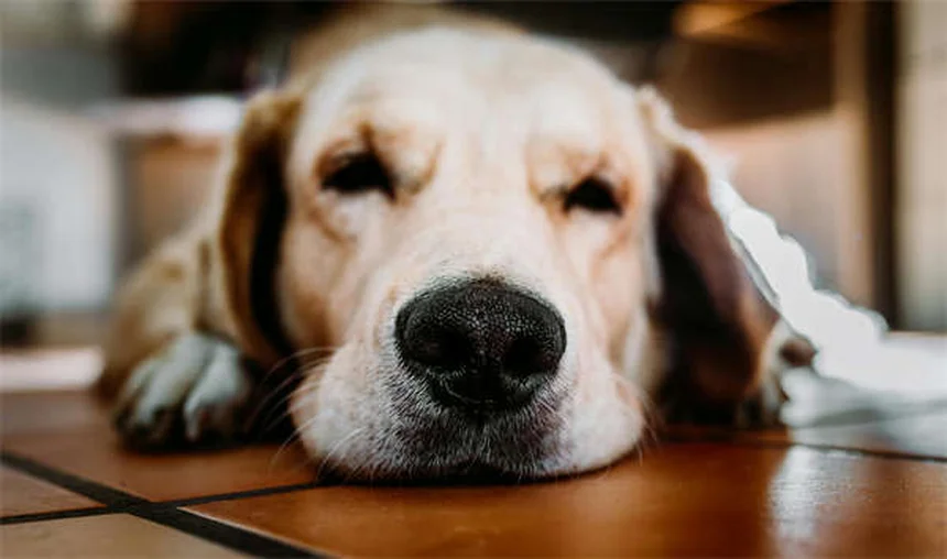 子犬が泣く理由とは？プロが教える対処法7選