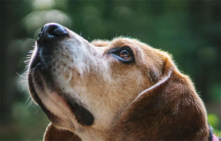 子犬が泣く理由とは？プロが教える対処法7選