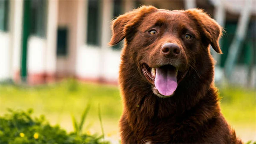 子犬が泣く理由とは？プロが教える対処法7選