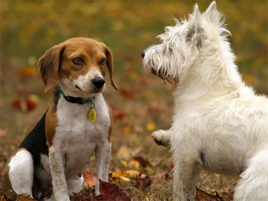 子犬が泣く理由とは？プロが教える対処法7選