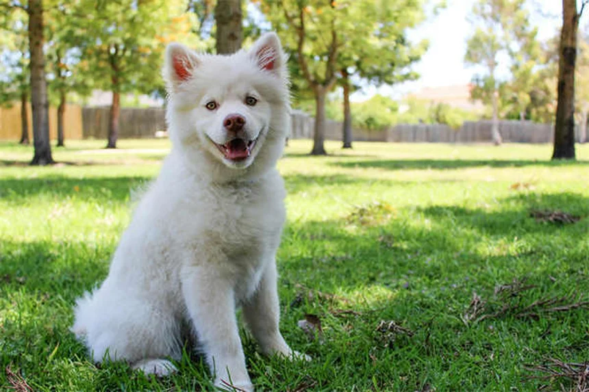 愛犬の運動不足サイン6選！見逃すと危険な症状とは？