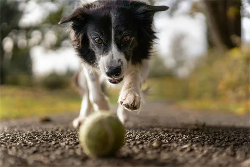 愛犬の運動不足サイン6選！見逃すと危険な症状とは？