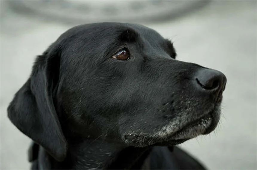 愛犬の運動不足サイン6選！見逃すと危険な症状とは？
