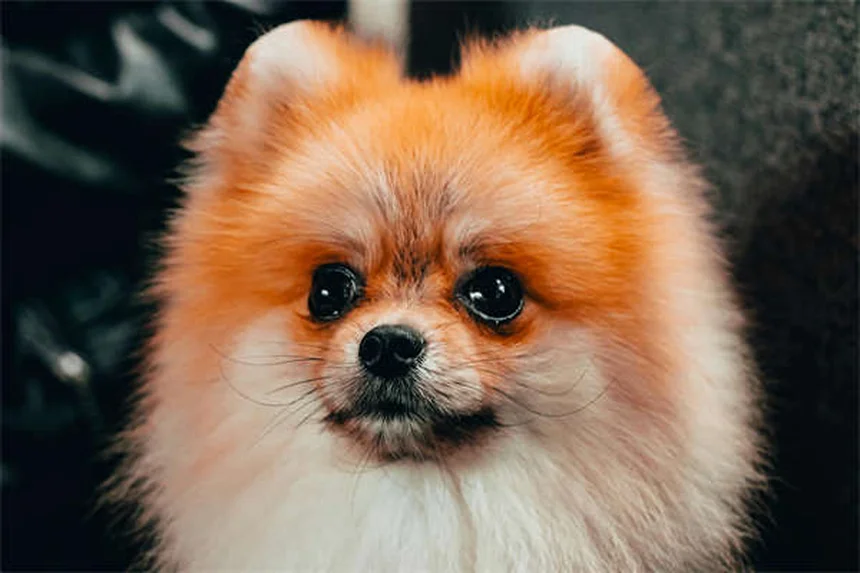 リード反応性の犬との散歩を楽にする5つの簡単テクニック