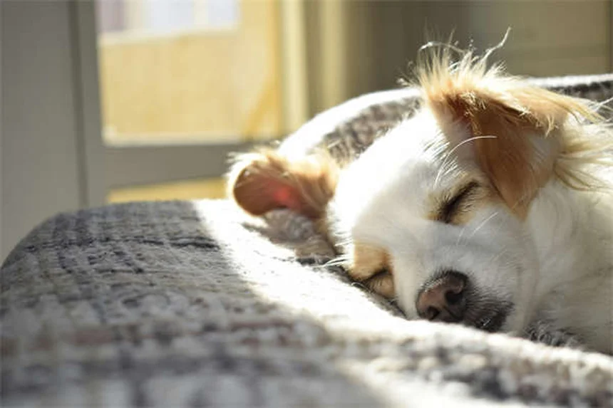 リード反応性の犬との散歩を楽にする5つの簡単テクニック