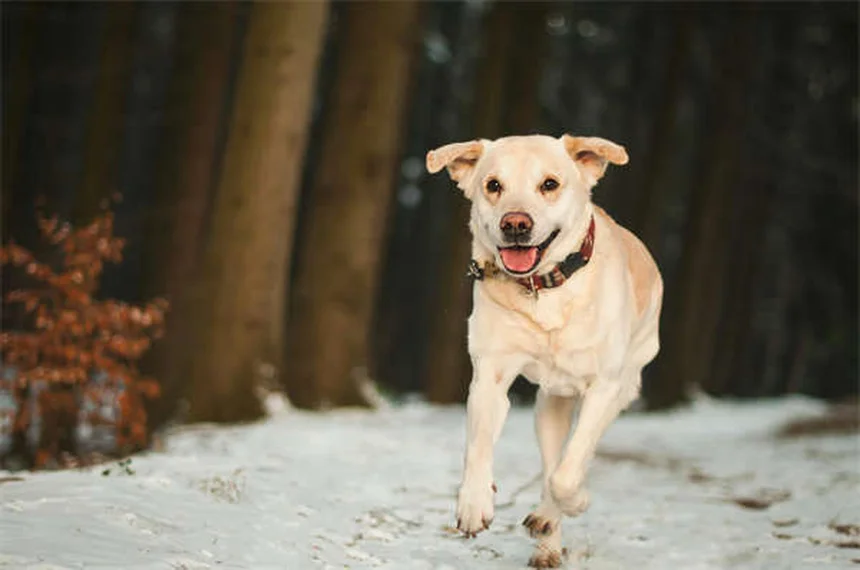 リード反応性の犬との散歩を楽にする5つの簡単テクニック