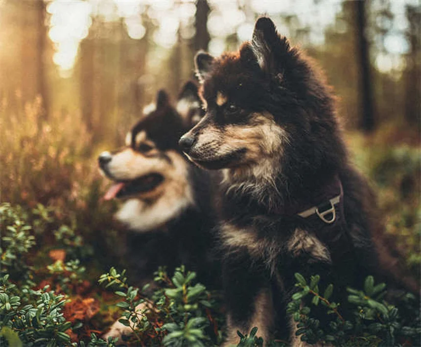 リード反応性の犬との散歩を楽にする5つの簡単テクニック