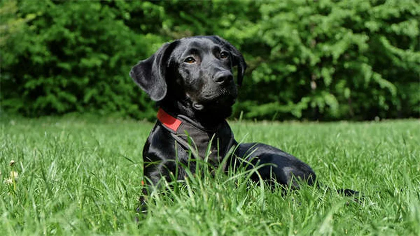 犬の花粉アレルギー対策5選！症状から治療法まで徹底解説