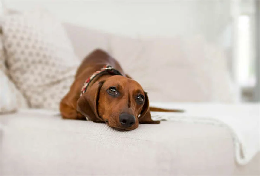 犬の関節炎に効くGalliprant®の効果と副作用【獣医師監修】