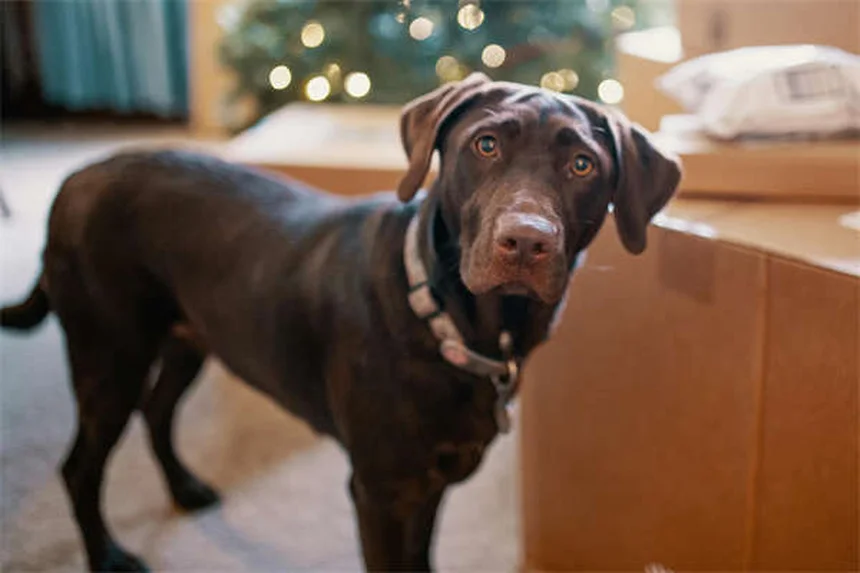 犬の関節炎に効くGalliprant®の効果と副作用【獣医師監修】