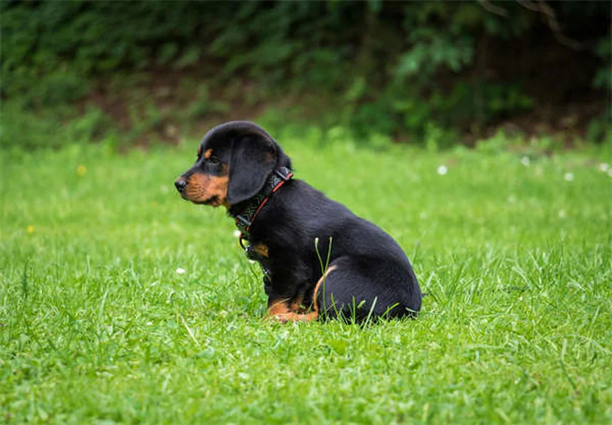 犬用ノミダニ剤を猫に使うのは危険？絶対に知っておきたい3つの理由