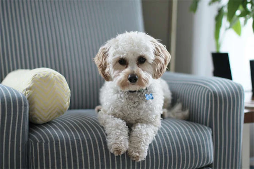 犬のよだれが多い原因と対処法【獣医師が解説】